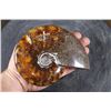 Image 1 : Whole Polished AMMONITE Fossil Specimen with Sutures from Madagascar