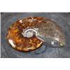 Image 2 : Whole Polished AMMONITE Fossil Specimen with Sutures from Madagascar