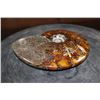 Image 3 : Whole Polished AMMONITE Fossil Specimen with Sutures from Madagascar