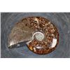 Image 4 : Whole Polished AMMONITE Fossil Specimen with Sutures from Madagascar