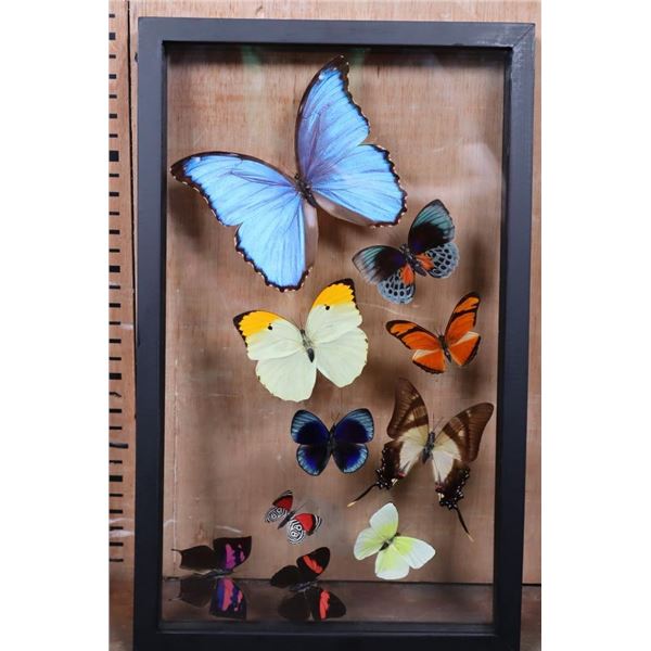 *Brand New* 10 BUTTERFLY Collection from Peru in a Glass Display