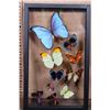 Image 1 : *Brand New* 10 BUTTERFLY Collection from Peru in a Glass Display