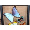 Image 3 : *Brand New* 10 BUTTERFLY Collection from Peru in a Glass Display