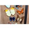 Image 4 : *Brand New* 10 BUTTERFLY Collection from Peru in a Glass Display