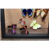 Image 5 : *Brand New* 10 BUTTERFLY Collection from Peru in a Glass Display
