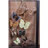Image 6 : *Brand New* 10 BUTTERFLY Collection from Peru in a Glass Display