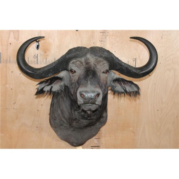XL CAPE BUFFALO Shoulder Mount