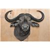 Image 1 : XL CAPE BUFFALO Shoulder Mount