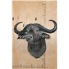 Image 3 : XL CAPE BUFFALO Shoulder Mount