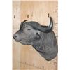 Image 4 : XL CAPE BUFFALO Shoulder Mount