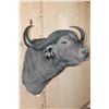 Image 5 : XL CAPE BUFFALO Shoulder Mount