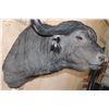 Image 6 : XL CAPE BUFFALO Shoulder Mount