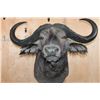 Image 7 : XL CAPE BUFFALO Shoulder Mount