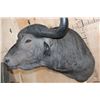 Image 8 : XL CAPE BUFFALO Shoulder Mount