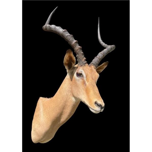 Big African IMPALA Shoulder Mount