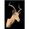Image 1 : Big African IMPALA Shoulder Mount