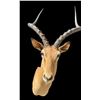 Image 2 : Big African IMPALA Shoulder Mount