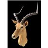 Image 3 : Big African IMPALA Shoulder Mount