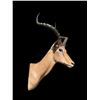 Image 4 : Big African IMPALA Shoulder Mount