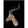 Image 5 : Big African IMPALA Shoulder Mount