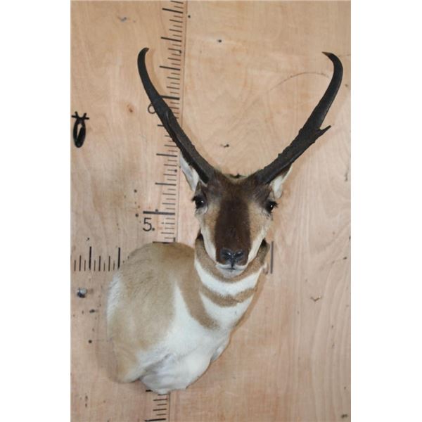 XL PRONGHORN Antelope Shoulder Mount
