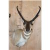 Image 1 : XL PRONGHORN Antelope Shoulder Mount