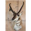 Image 2 : XL PRONGHORN Antelope Shoulder Mount