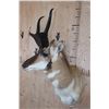 Image 3 : XL PRONGHORN Antelope Shoulder Mount