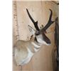 Image 4 : XL PRONGHORN Antelope Shoulder Mount