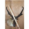Image 5 : XL PRONGHORN Antelope Shoulder Mount
