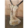 Image 6 : XL PRONGHORN Antelope Shoulder Mount