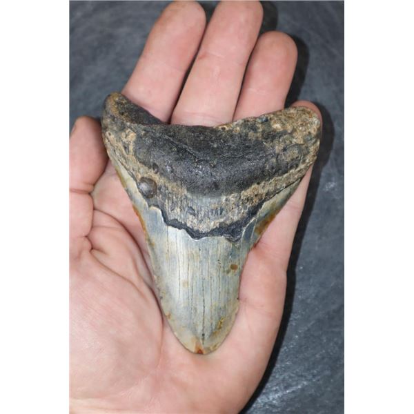 XL MEGALODON Shark Tooth Fossil Specimen