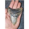 Image 1 : XL MEGALODON Shark Tooth Fossil Specimen
