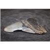 Image 2 : XL MEGALODON Shark Tooth Fossil Specimen