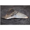 Image 3 : XL MEGALODON Shark Tooth Fossil Specimen