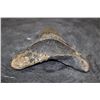 Image 4 : XL MEGALODON Shark Tooth Fossil Specimen
