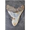Image 5 : XL MEGALODON Shark Tooth Fossil Specimen