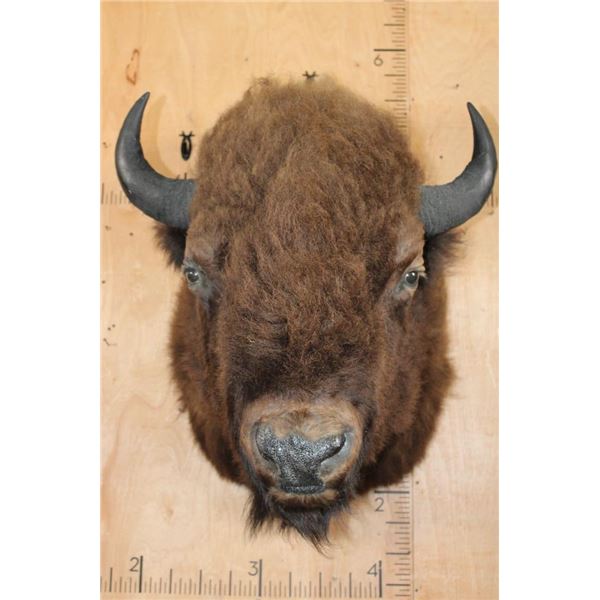 XL Bison or BUFFALO Shoulder Mount