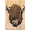 Image 1 : XL Bison or BUFFALO Shoulder Mount
