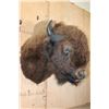 Image 2 : XL Bison or BUFFALO Shoulder Mount
