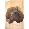 Image 3 : XL Bison or BUFFALO Shoulder Mount