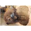 Image 4 : XL Bison or BUFFALO Shoulder Mount