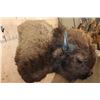Image 5 : XL Bison or BUFFALO Shoulder Mount