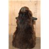 Image 6 : XL Bison or BUFFALO Shoulder Mount