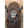 Image 7 : XL Bison or BUFFALO Shoulder Mount