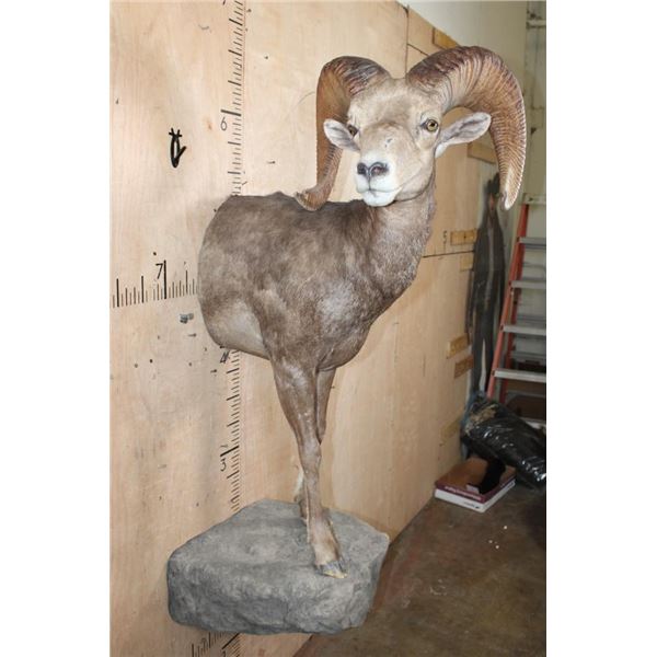 XL Half-body DESERT SHEEP Ram on a Rock Wall Hanging Base