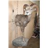 Image 1 : XL Half-body DESERT SHEEP Ram on a Rock Wall Hanging Base