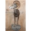 Image 2 : XL Half-body DESERT SHEEP Ram on a Rock Wall Hanging Base
