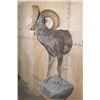 Image 3 : XL Half-body DESERT SHEEP Ram on a Rock Wall Hanging Base