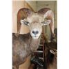 Image 4 : XL Half-body DESERT SHEEP Ram on a Rock Wall Hanging Base
